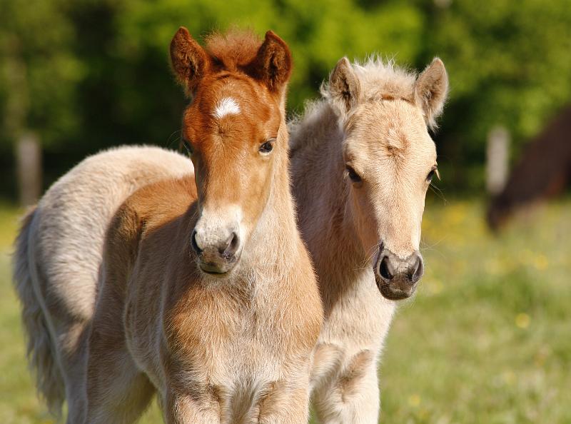 Lysir von Heidmoor  und Rikadur von Heidmoor (7).jpg